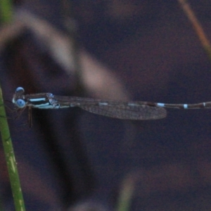 Austrolestes leda at Majura, ACT - 24 Jan 2019