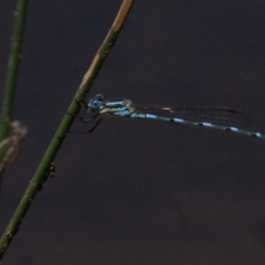 Austrolestes leda at Majura, ACT - 24 Jan 2019