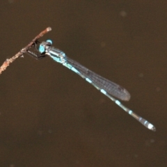 Austrolestes leda at Majura, ACT - 24 Jan 2019 12:51 PM