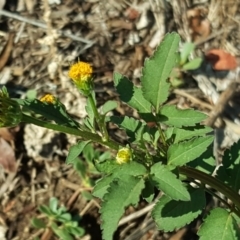 Bidens pilosa (Cobbler's Pegs, Farmer's Friend) at Jerrabomberra, ACT - 24 Jan 2019 by Mike