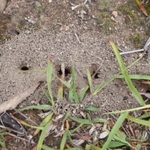 Papyrius nitidus at Symonston, ACT - 24 Jan 2019