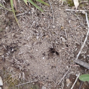 Papyrius nitidus at Symonston, ACT - 24 Jan 2019