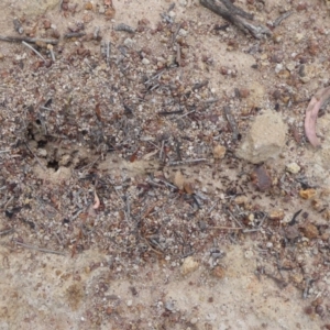 Papyrius nitidus at Symonston, ACT - 24 Jan 2019