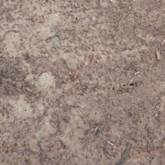 Papyrius nitidus at Symonston, ACT - 24 Jan 2019