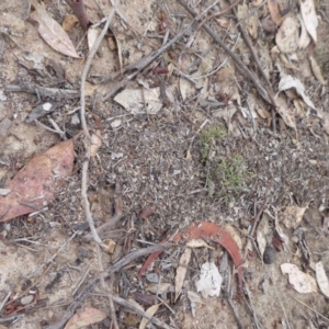 Papyrius nitidus at Symonston, ACT - 24 Jan 2019