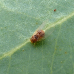 Psyllidae sp. (family) at Symonston, ACT - 24 Jan 2019