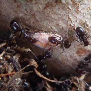 Monophlebidae sp. (family) at Symonston, ACT - 24 Jan 2019 09:14 AM