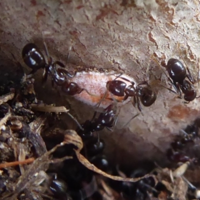 Monophlebidae sp. (family) (Mealy Bugs) at Mount Mugga Mugga - 23 Jan 2019 by Christine