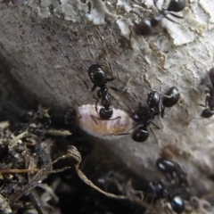 Monophlebidae sp. (family) at Symonston, ACT - 24 Jan 2019 09:14 AM