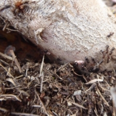 Monophlebidae sp. (family) at Symonston, ACT - 24 Jan 2019