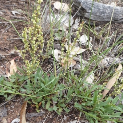 Rumex acetosella (Sheep Sorrel) at Symonston, ACT - 24 Jan 2019 by Christine