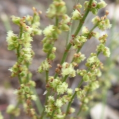 Rumex acetosella at Symonston, ACT - 24 Jan 2019 09:19 AM