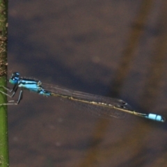 Ischnura heterosticta (Common Bluetail Damselfly) at Majura, ACT - 24 Jan 2019 by jb2602