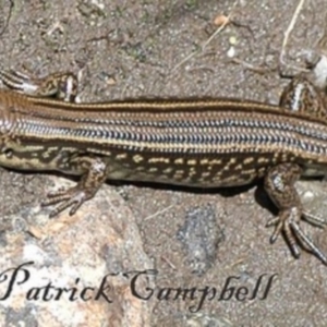 Eulamprus kosciuskoi at Kosciuszko National Park, NSW - 19 Jan 2019 12:07 PM