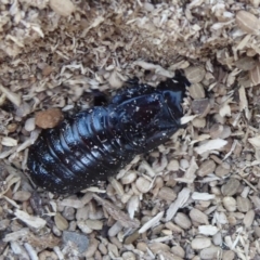Panesthia australis (Common wood cockroach) at Lake Ginninderra - 24 Jan 2019 by Christine
