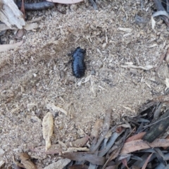 Panesthia australis at Belconnen, ACT - 25 Jan 2019 09:09 AM