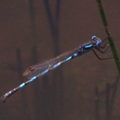 Austrolestes annulosus (Blue Ringtail) at Mount Ainslie - 24 Jan 2019 by jbromilow50