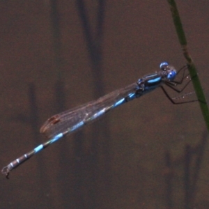 Austrolestes annulosus at Majura, ACT - 24 Jan 2019 01:13 PM