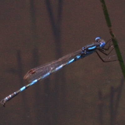 Austrolestes annulosus (Blue Ringtail) at Majura, ACT - 24 Jan 2019 by jb2602