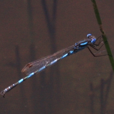 Austrolestes annulosus (Blue Ringtail) at Majura, ACT - 24 Jan 2019 by jbromilow50