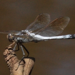 Orthetrum caledonicum at Majura, ACT - 24 Jan 2019 12:45 PM