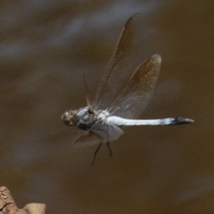 Orthetrum caledonicum at Majura, ACT - 24 Jan 2019 12:45 PM