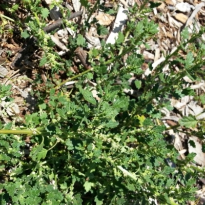 Dysphania pumilio (Small Crumbweed) at Mount Majura - 25 Jan 2019 by waltraud