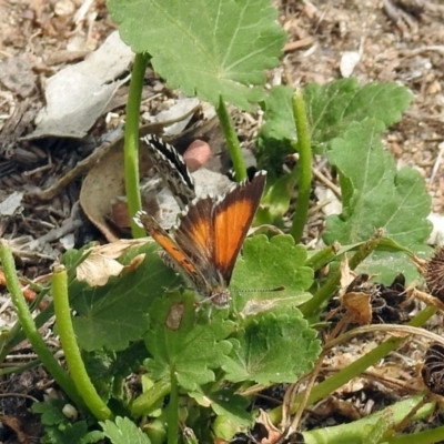 Lucia limbaria (Chequered Copper) at Paddys River, ACT - 24 Jan 2019 by RodDeb