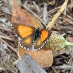 Lucia limbaria at Paddys River, ACT - 24 Jan 2019