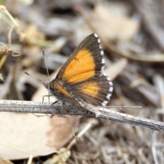 Lucia limbaria at Paddys River, ACT - 24 Jan 2019 10:45 AM