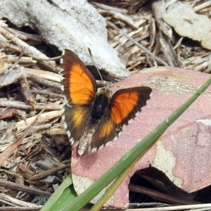 Lucia limbaria at Paddys River, ACT - 24 Jan 2019