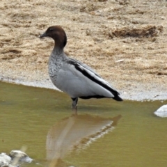 Chenonetta jubata (Australian Wood Duck) at Tharwa, ACT - 23 Jan 2019 by RodDeb