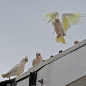 Cacatua sanguinea at Tharwa, ACT - 24 Jan 2019