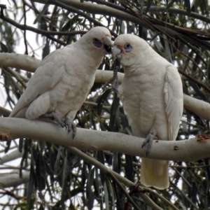 Cacatua sanguinea at Tharwa, ACT - 24 Jan 2019