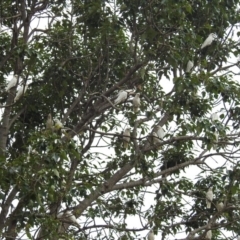 Cacatua sanguinea at Tharwa, ACT - 24 Jan 2019