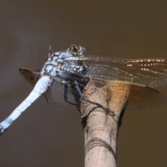 Orthetrum caledonicum (Blue Skimmer) at Mount Ainslie - 24 Jan 2019 by jb2602