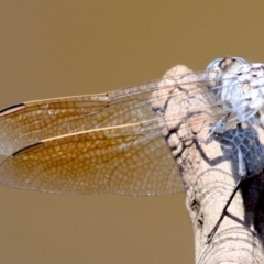 Orthetrum caledonicum at Majura, ACT - 24 Jan 2019