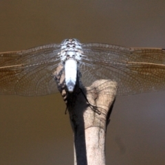 Orthetrum caledonicum at Majura, ACT - 24 Jan 2019