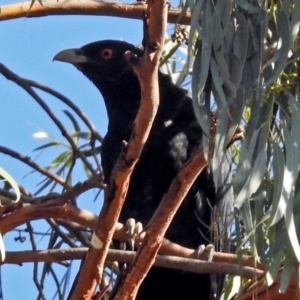 Eudynamys orientalis at Macarthur, ACT - 25 Jan 2019 08:46 AM