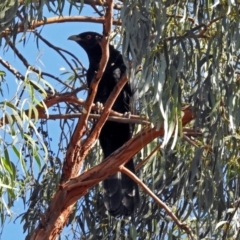 Eudynamys orientalis at Macarthur, ACT - 25 Jan 2019 08:46 AM