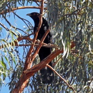 Eudynamys orientalis at Macarthur, ACT - 25 Jan 2019 08:46 AM