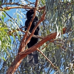 Eudynamys orientalis at Macarthur, ACT - 25 Jan 2019