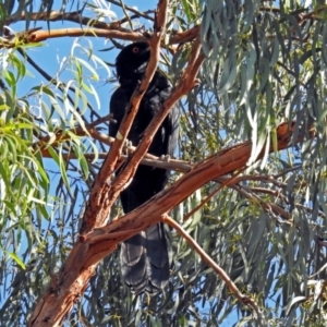 Eudynamys orientalis at Macarthur, ACT - 25 Jan 2019 08:46 AM