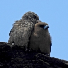 Artamus cyanopterus cyanopterus (Dusky Woodswallow) at Tennent, ACT - 24 Jan 2019 by RodDeb