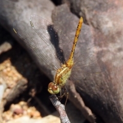 Diplacodes bipunctata (Wandering Percher) at Namadgi National Park - 24 Jan 2019 by RodDeb