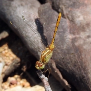 Diplacodes bipunctata at Paddys River, ACT - 24 Jan 2019