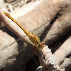 Diplacodes bipunctata at Paddys River, ACT - 24 Jan 2019 01:10 PM