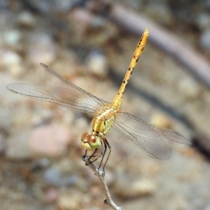 Diplacodes bipunctata at Paddys River, ACT - 24 Jan 2019