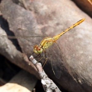 Diplacodes bipunctata at Paddys River, ACT - 24 Jan 2019