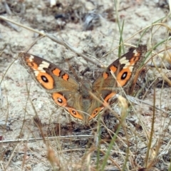 Junonia villida (Meadow Argus) at Tennent, ACT - 24 Jan 2019 by RodDeb